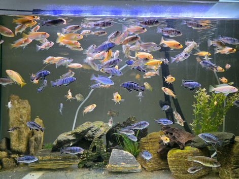 Cichlids available! 2 inch