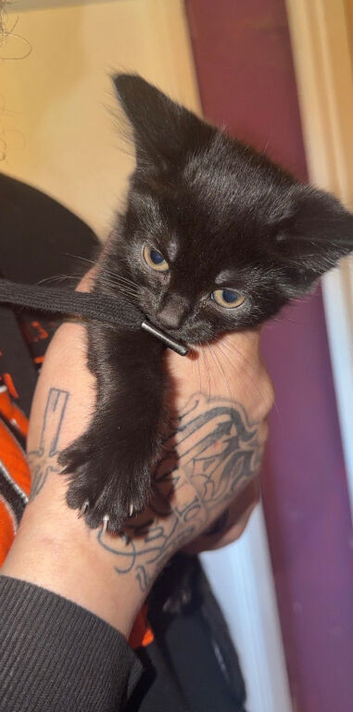 Part Maine coon kitten