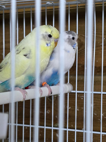 Budgies available