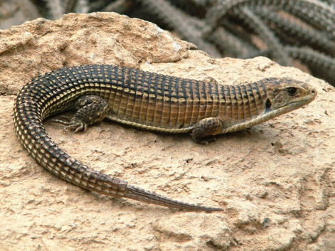 Sudan plated lizard about 18moths old