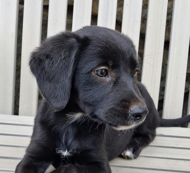 Gorgeous Cocker Spaniel x Collie puppy