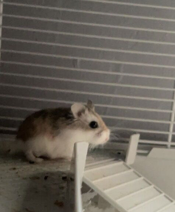 Male hamster