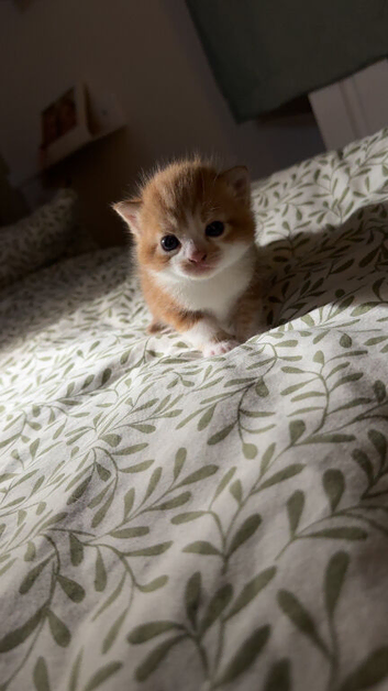 2 x kittens for sale