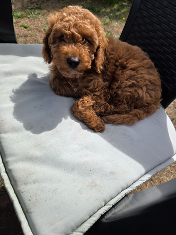 Cockapoo 8 weeks old
