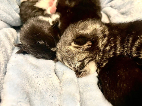 Maine coon cross kitties!