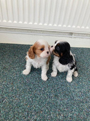 Lovely litter of KC reg blenheim and tri cavalier king charles  pups from health tested parents