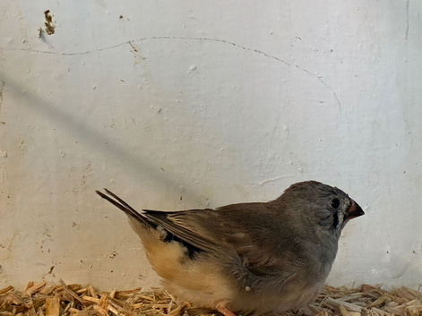 Baby zebra finch