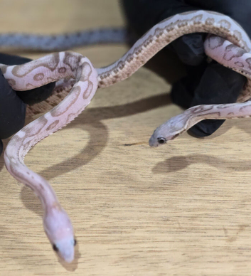 Lilac Anery Scaleless Corn Snake Male and Female