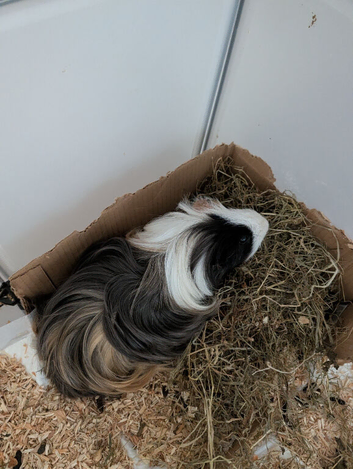 Male long coated 7 months