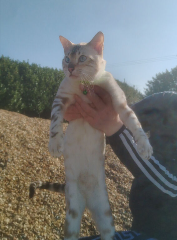 Bengal young tenager boy
