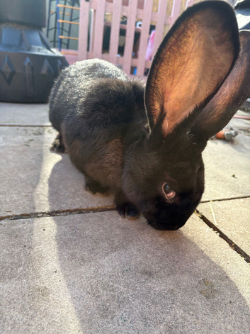 Giant male Flemish