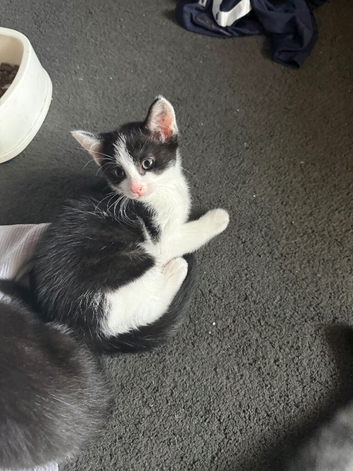 Last of litter looking for her forever home