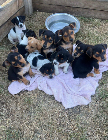 Jack Russell cross Dachshund puppies