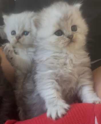 Persian chinchilla kittens purebred
