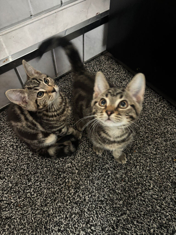 2 tabby kittens