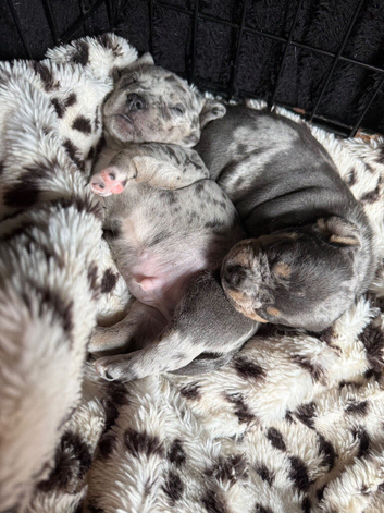 Miniature dapple daschound cross Frenchbulldog