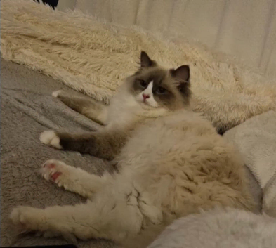 Ragdoll kittens