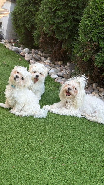 Pure Korean Maltese puppies