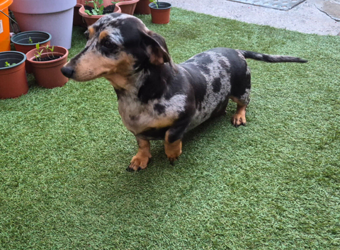Beautiful mini dachshund