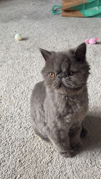 Persian cat rehoming