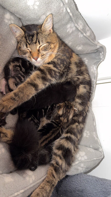 Stunning Maine Coone X Bengal Kittens