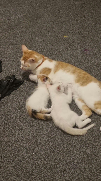 Kittens. Found r. Sale