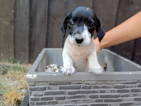 1 beautiful jack Russel boy