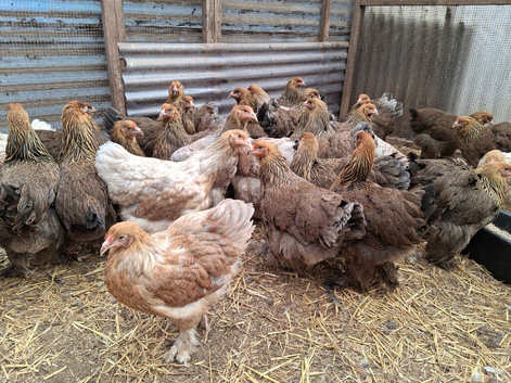 Brahma pullets 16to18 weeks old