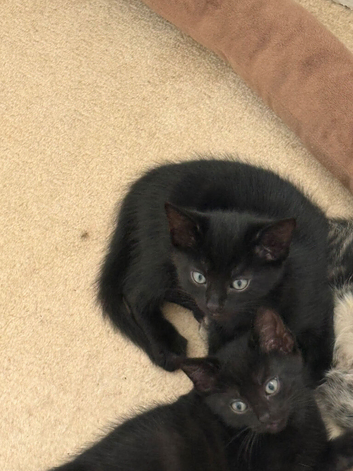 2 black kittens left!