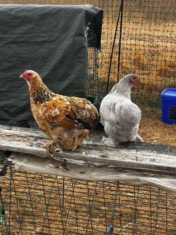 PEKIN and PEKIN FRIZZLES FOR SALE