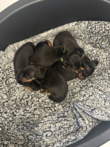 5 Miniature Black and Tan dachshunds