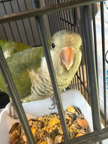 Bonded pair of Quakers