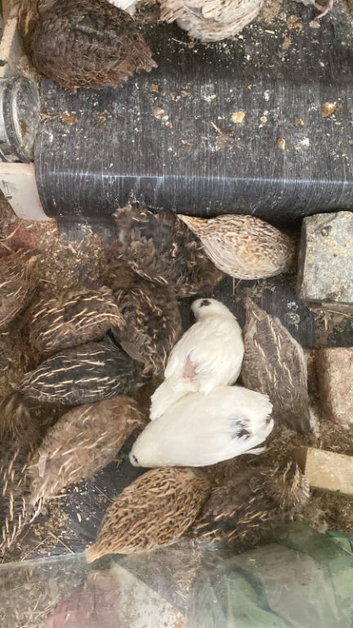 Quail