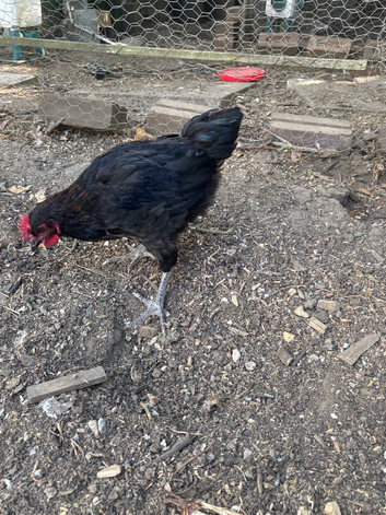 Blue maran cockerel