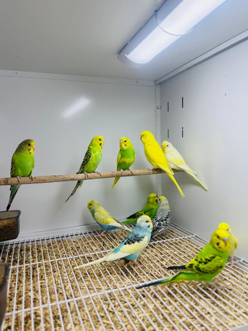 Budgies