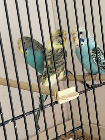 Baby budgies