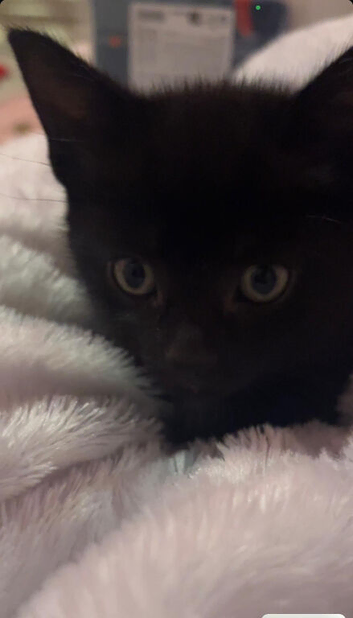 Mixed litter for urgent sale