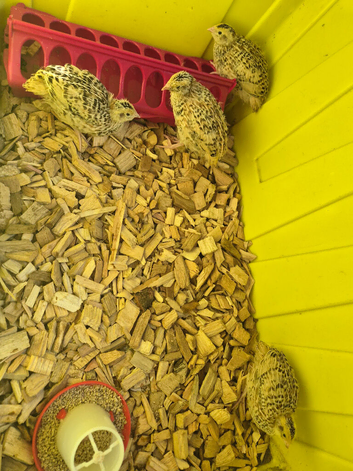 Young quails and fertile eggs