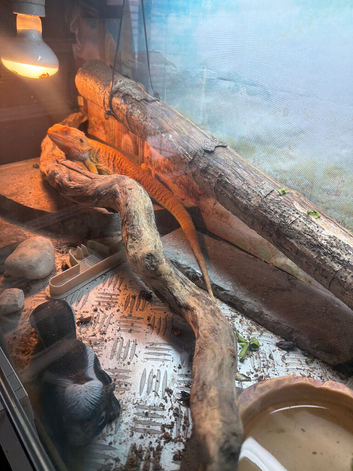 Dragon set up