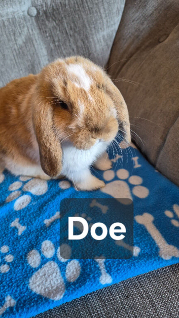 Mini lops