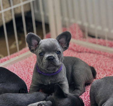 Pati's Prestige Pups- KC registered French Bulldog puppies