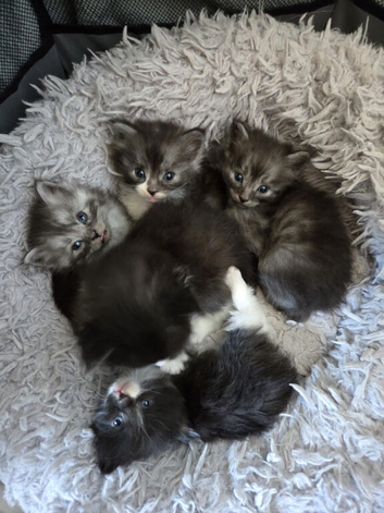 Beautiful long haired kittens