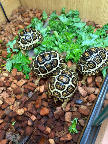 Leopard Tortoises-Stunning  RARE HIGH WHITE Hatchlings