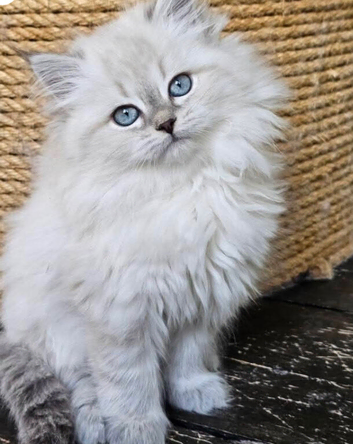 STUNNING PLATINUM MINK RAGDOLL KITTENS