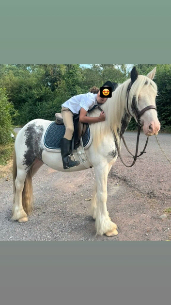 Kind 12hh Blue & White 4yo Cob Riding Mare