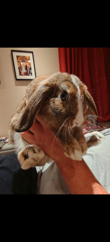 Mini lop buck (10weeks old)