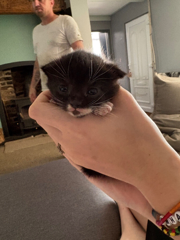 Gorgeous black & white female kitten