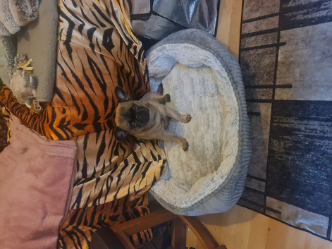 Pug cross Frenchie