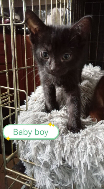 Kittens adorable