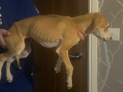 Lurcher female Available